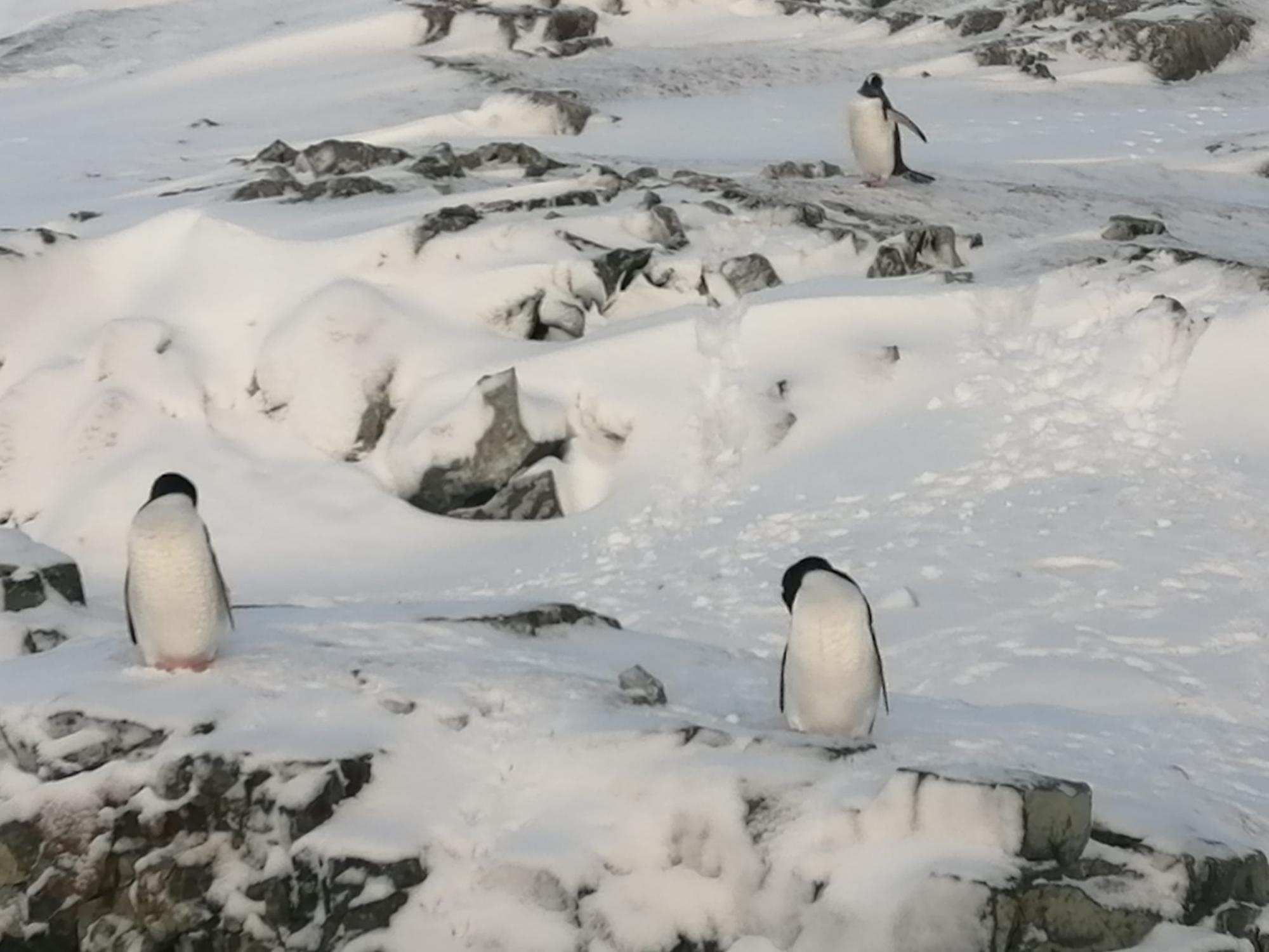 Пингвины, котики и слоны: смотрите, какие милые "соседи" живут рядом с украинскими полярниками (фото)