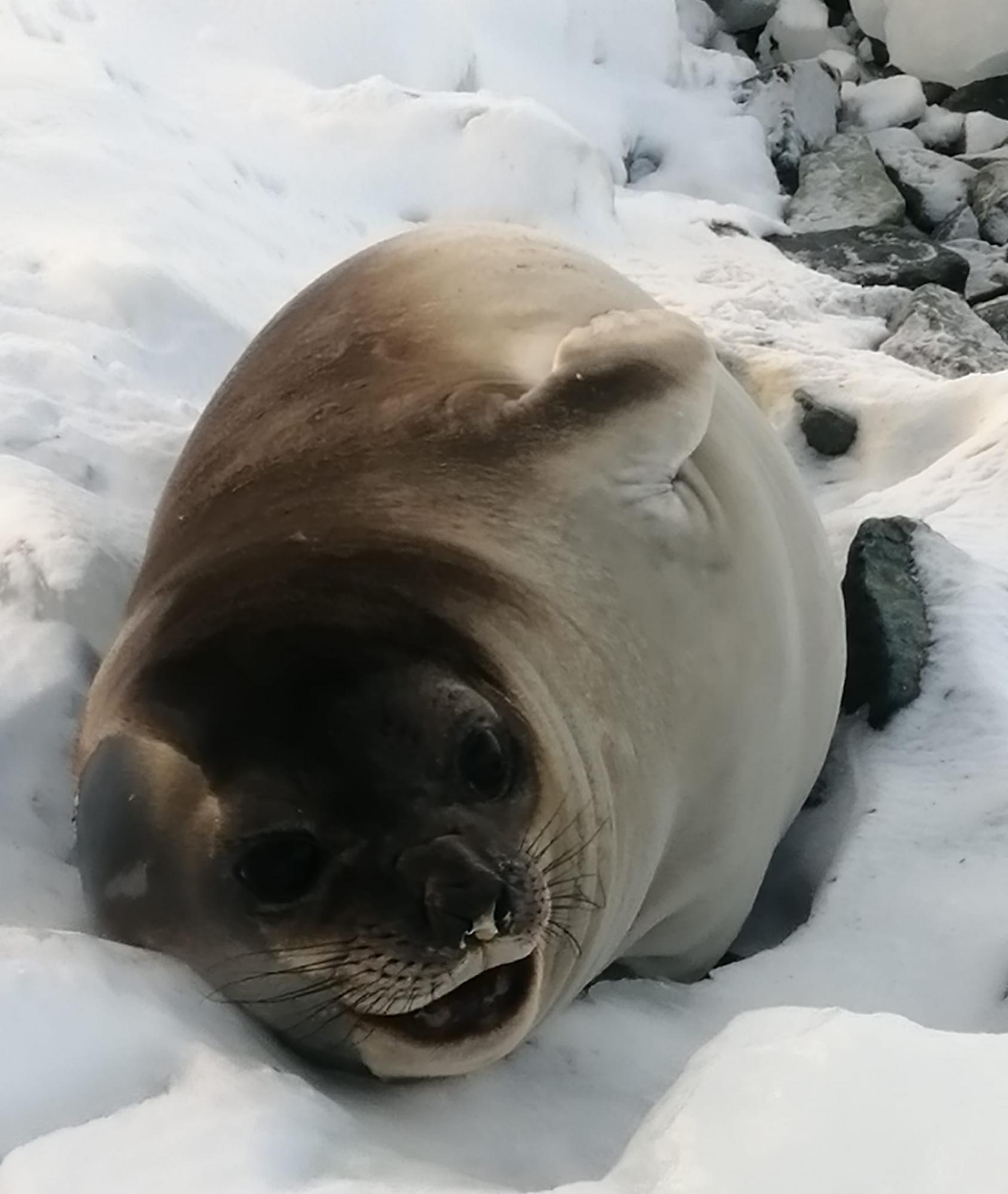 Пингвины, котики и слоны: смотрите, какие милые "соседи" живут рядом с украинскими полярниками (фото)