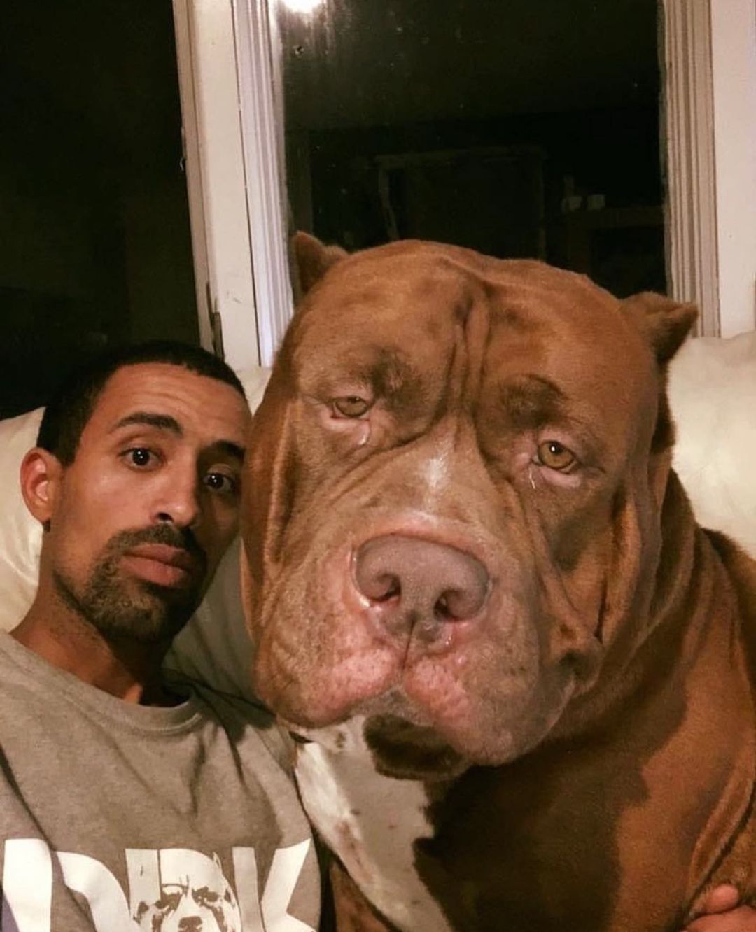 Вот как выглядит самый большой питбуль в мире весом 80 кг (фото)