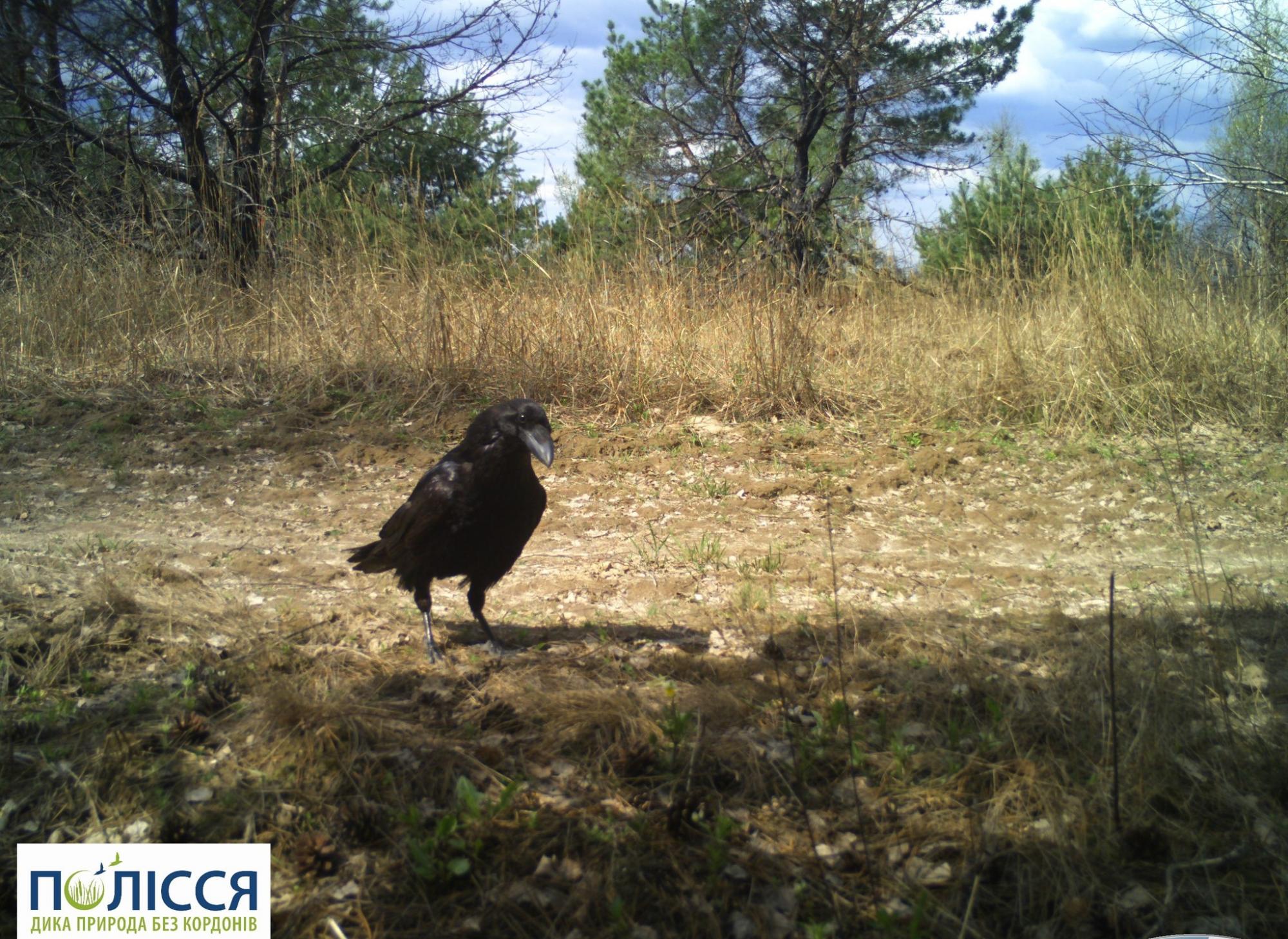 Може повторювати слова. У Чорнобилі "засвітився" один із найрозумніших пернатих (фото)