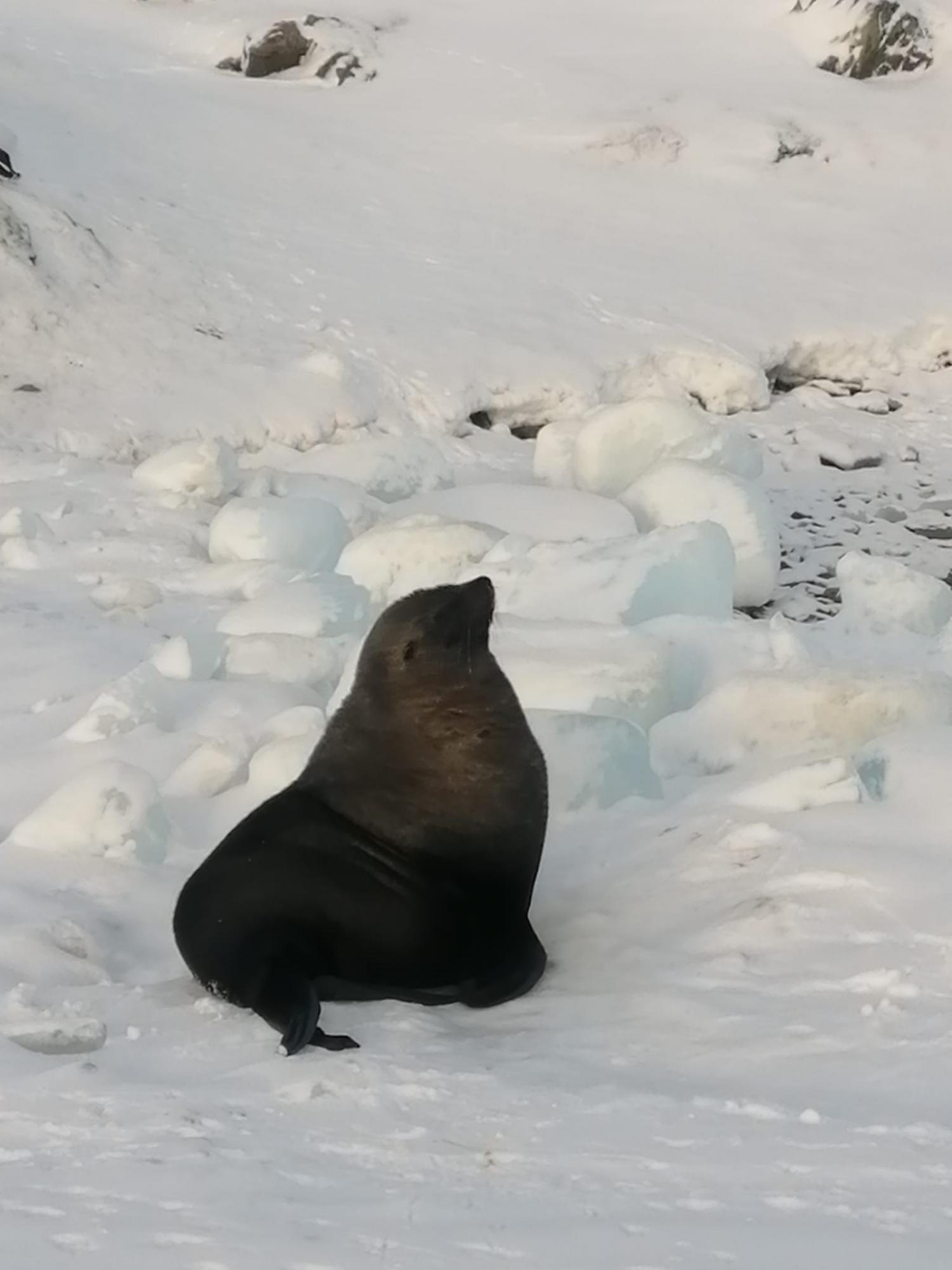 Пингвины, котики и слоны: смотрите, какие милые "соседи" живут рядом с украинскими полярниками (фото)