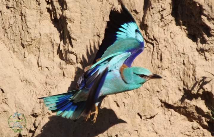 Подолали 6 тисяч кілометрів: в Одеській області помітили червонокнижних птахів з Африки