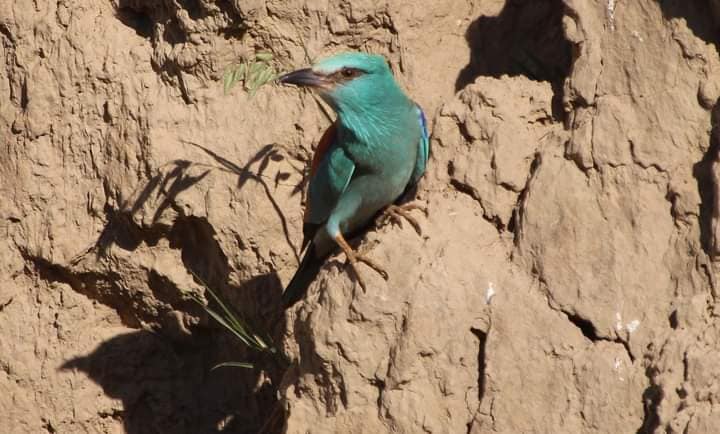 Подолали 6 тисяч кілометрів: в Одеській області помітили червонокнижних птахів з Африки