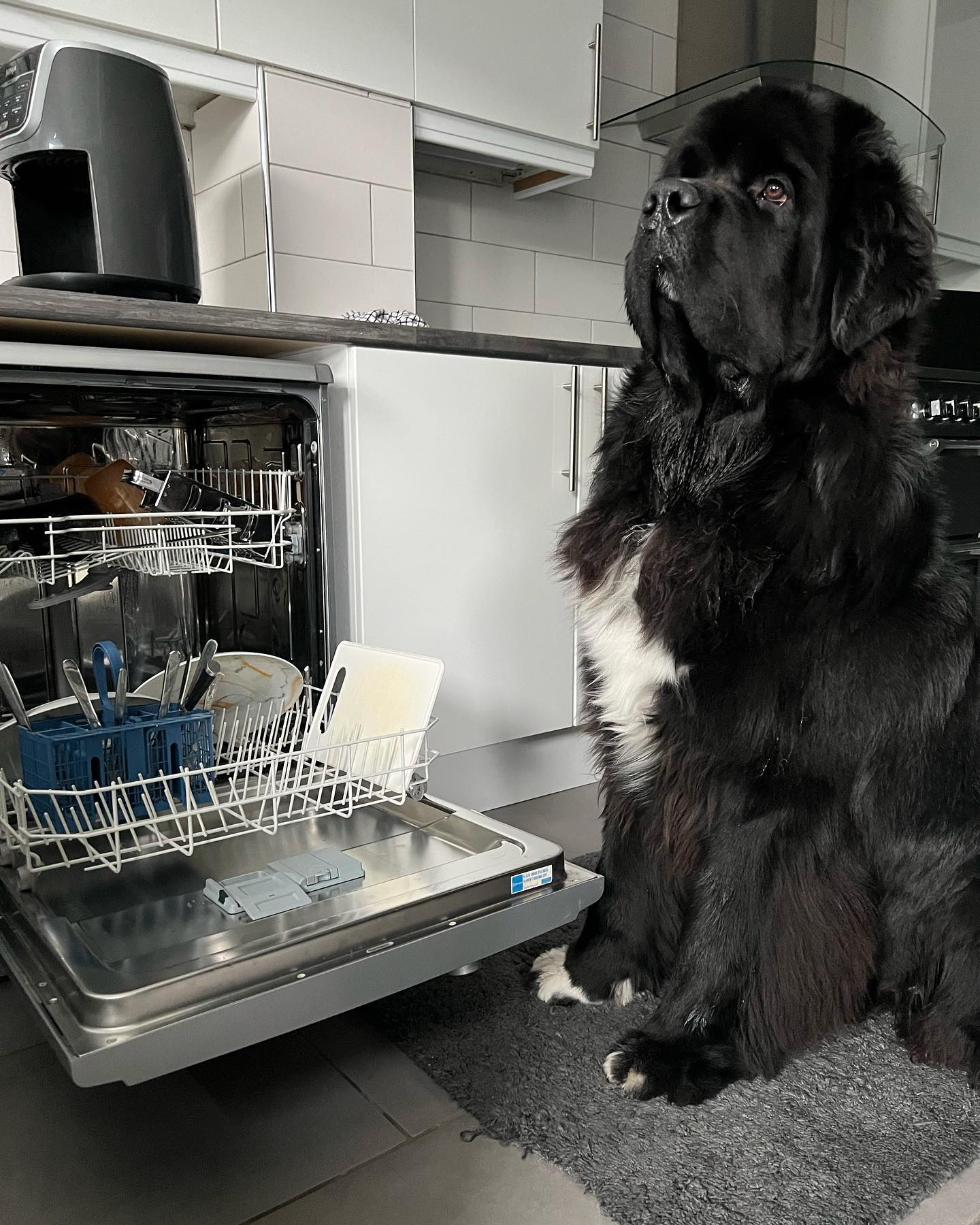 Малюк Шерман став зіркою мережі: таких собачок ви точно не бачили!