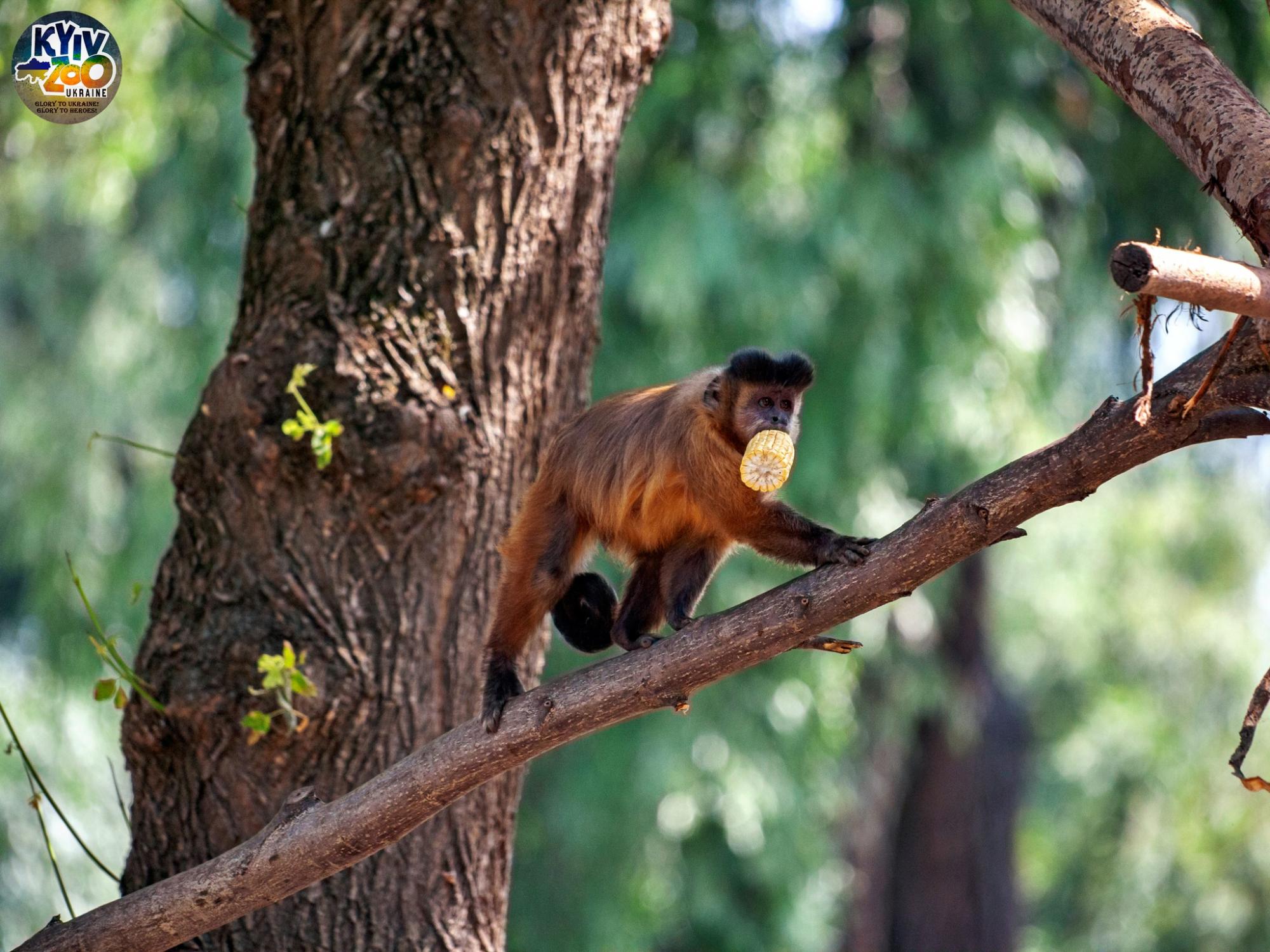 "Такого еще не было!" В Киевском зоопарке показали уникальную семью птиц: много фото