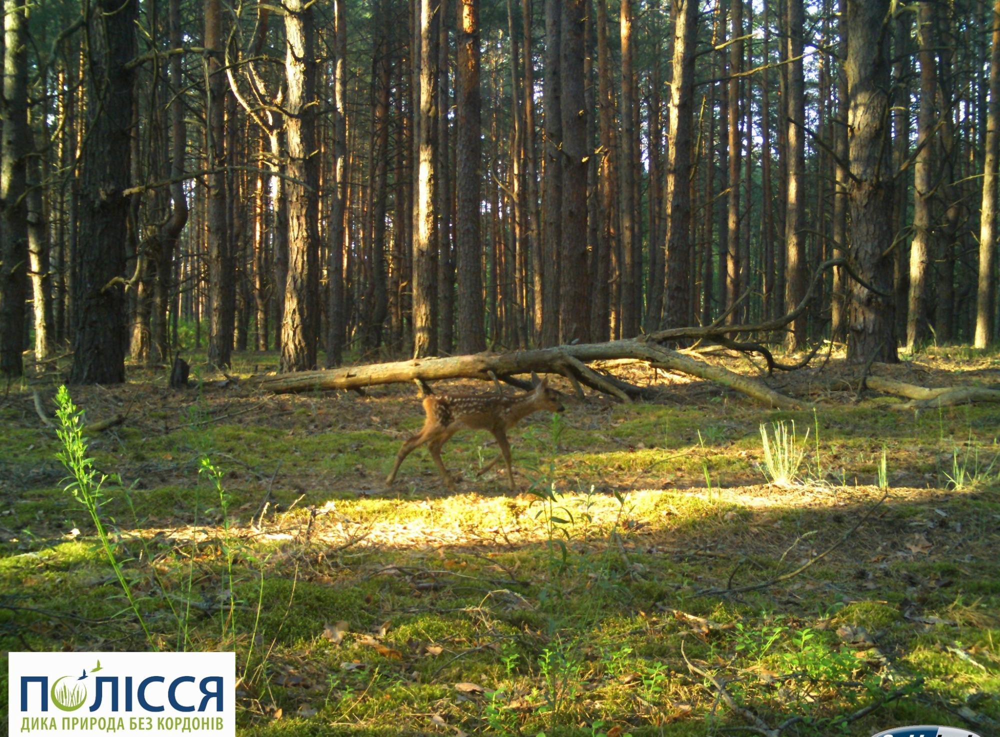 У Чорнобильському заповіднику показали оленятко, якому лише тиждень: фото милої малечі