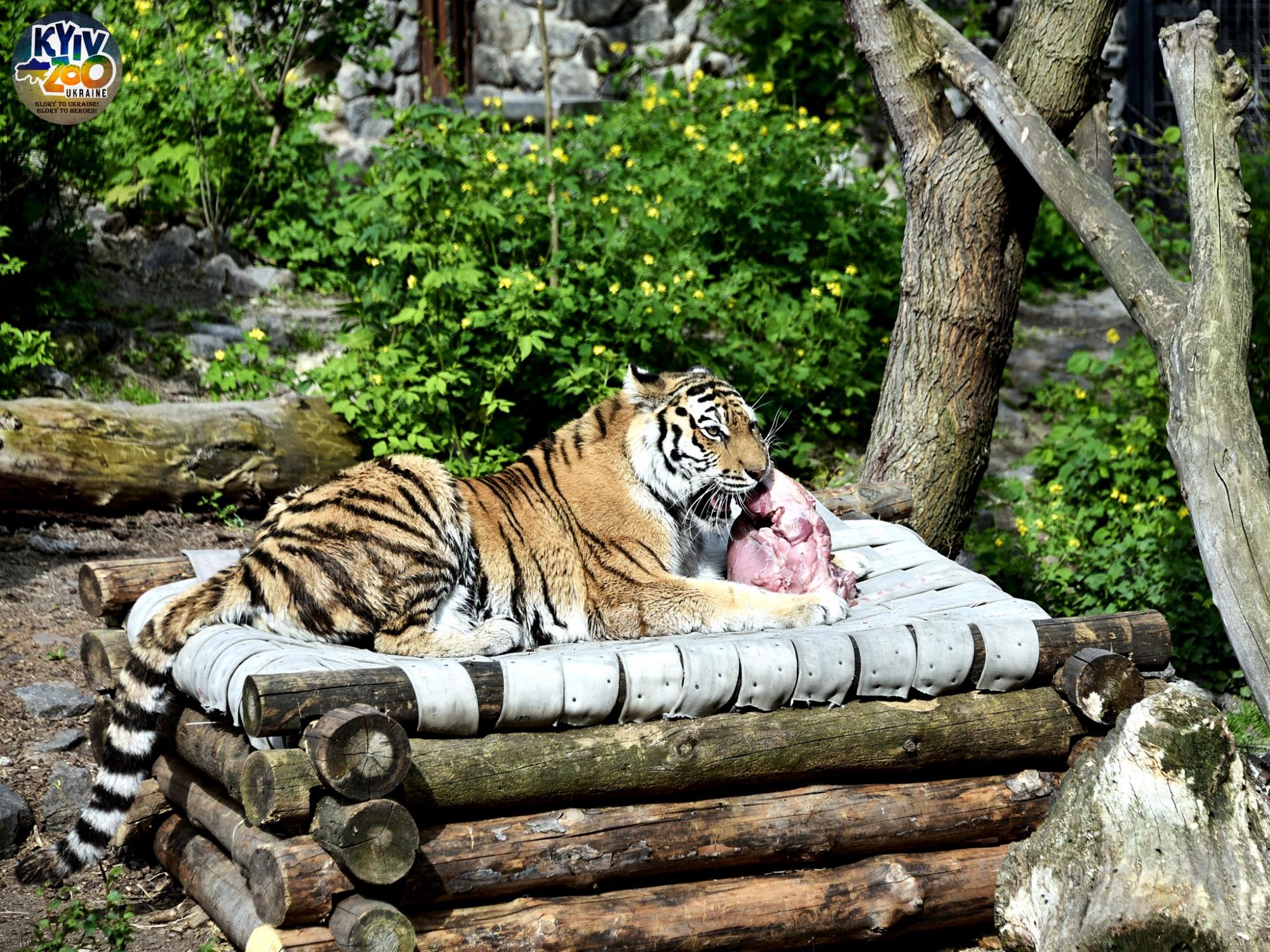 "Такого еще не было!" В Киевском зоопарке показали уникальную семью птиц: много фото