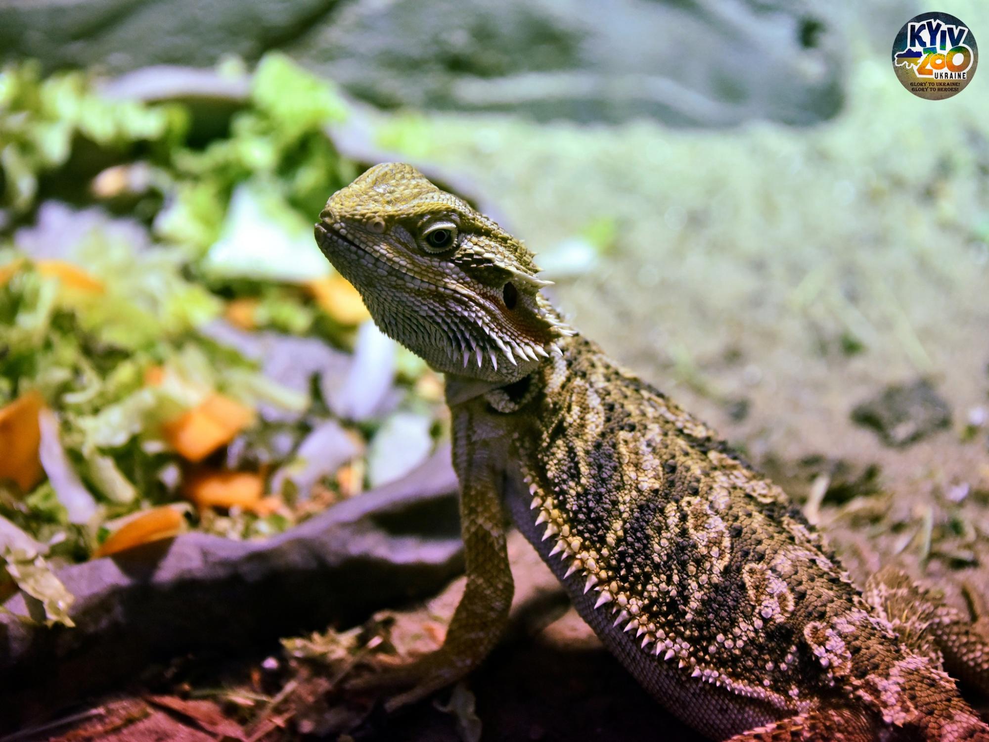 "Такого еще не было!" В Киевском зоопарке показали уникальную семью птиц: много фото