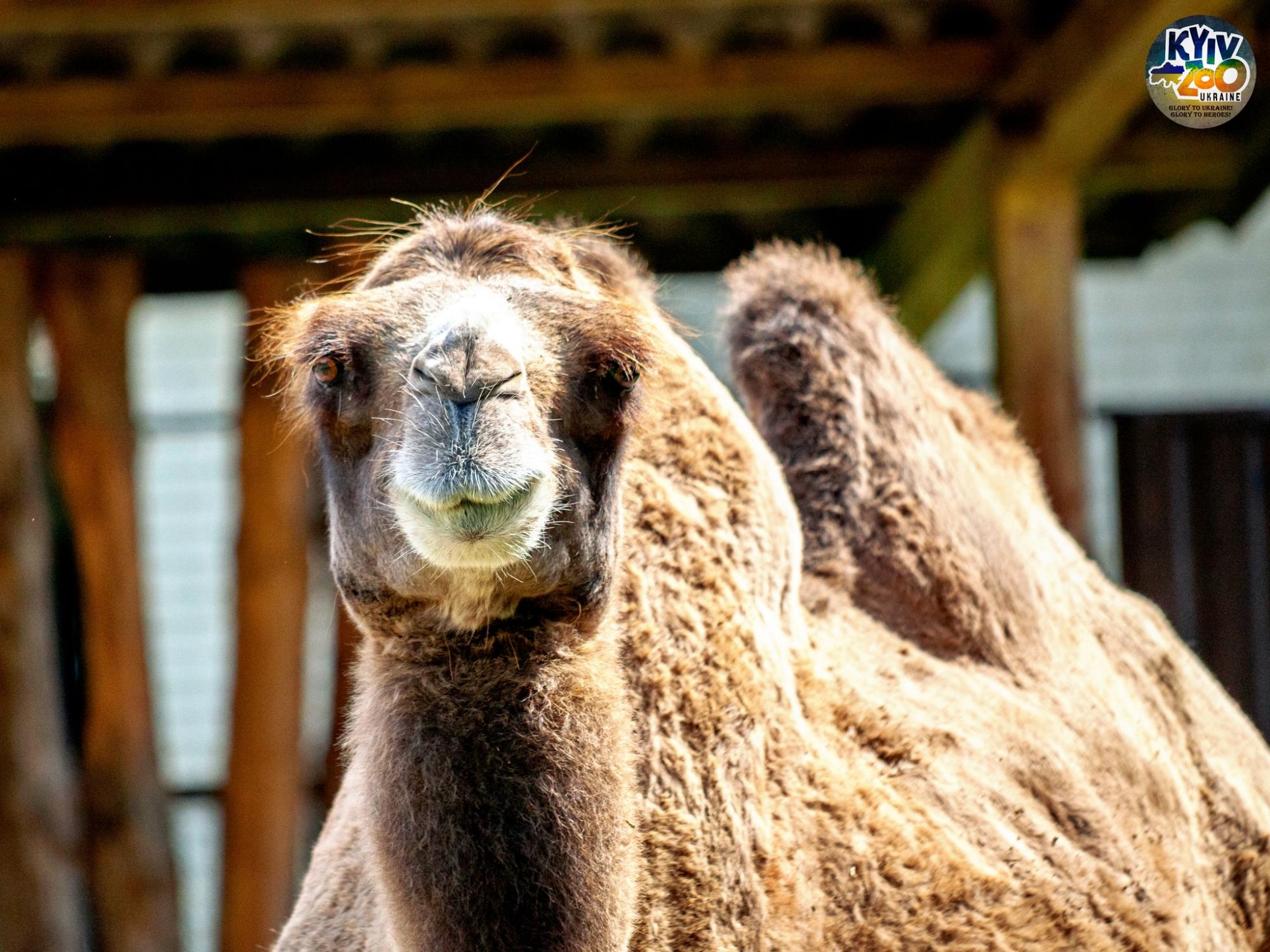 "Такого еще не было!" В Киевском зоопарке показали уникальную семью птиц: много фото