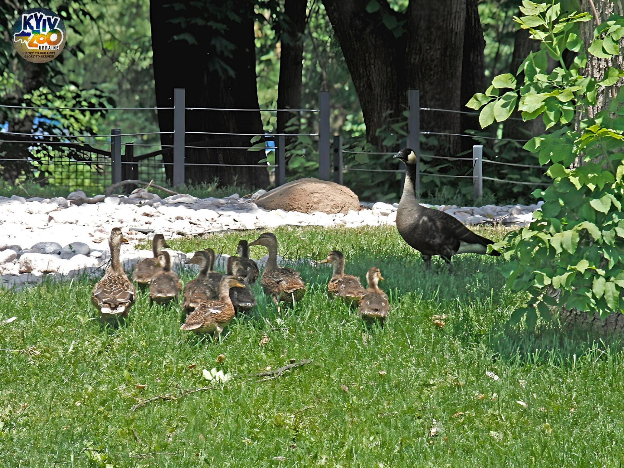 "Такого еще не было!" В Киевском зоопарке показали уникальную семью птиц: много фото