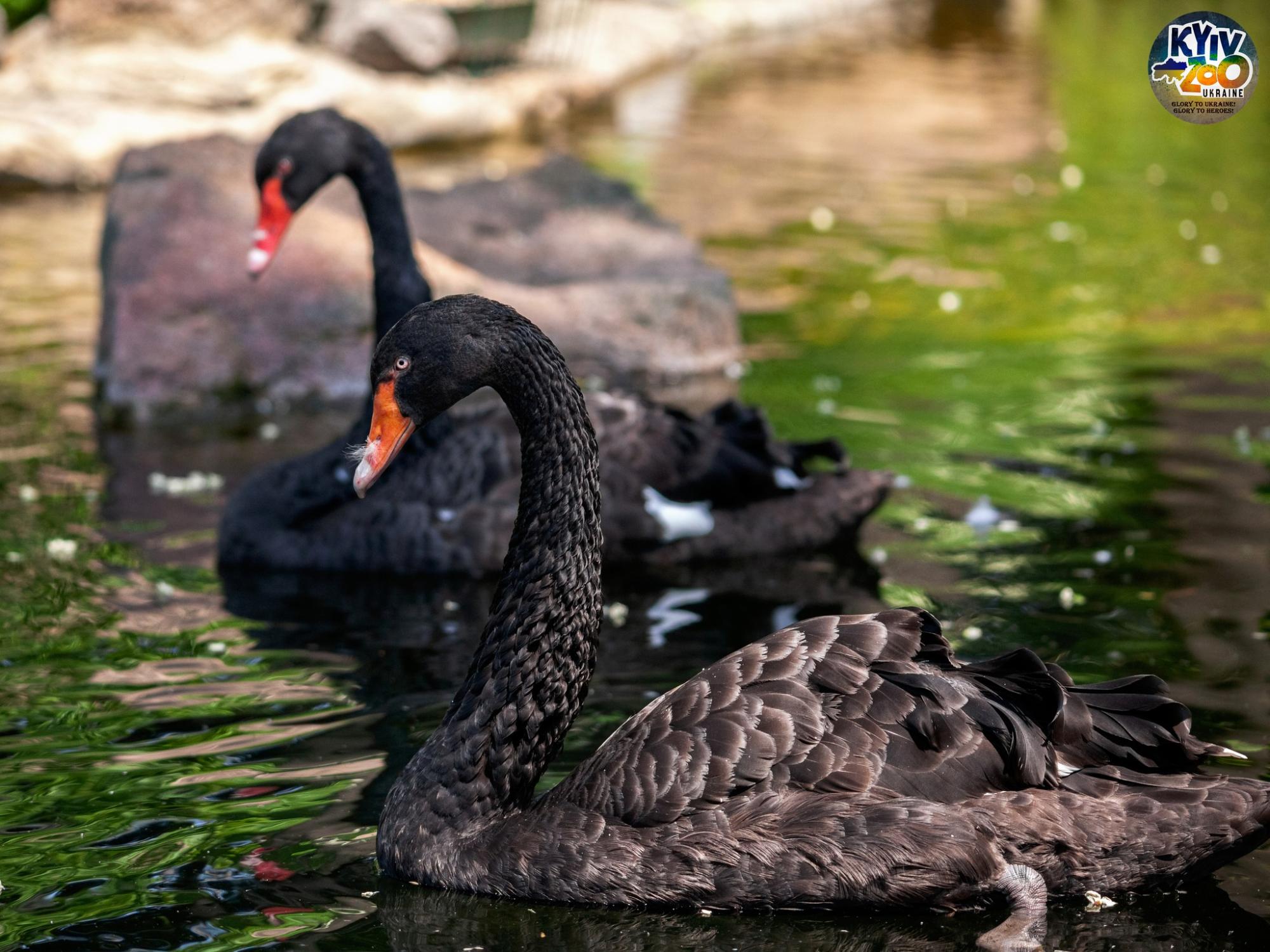 "Такого еще не было!" В Киевском зоопарке показали уникальную семью птиц: много фото