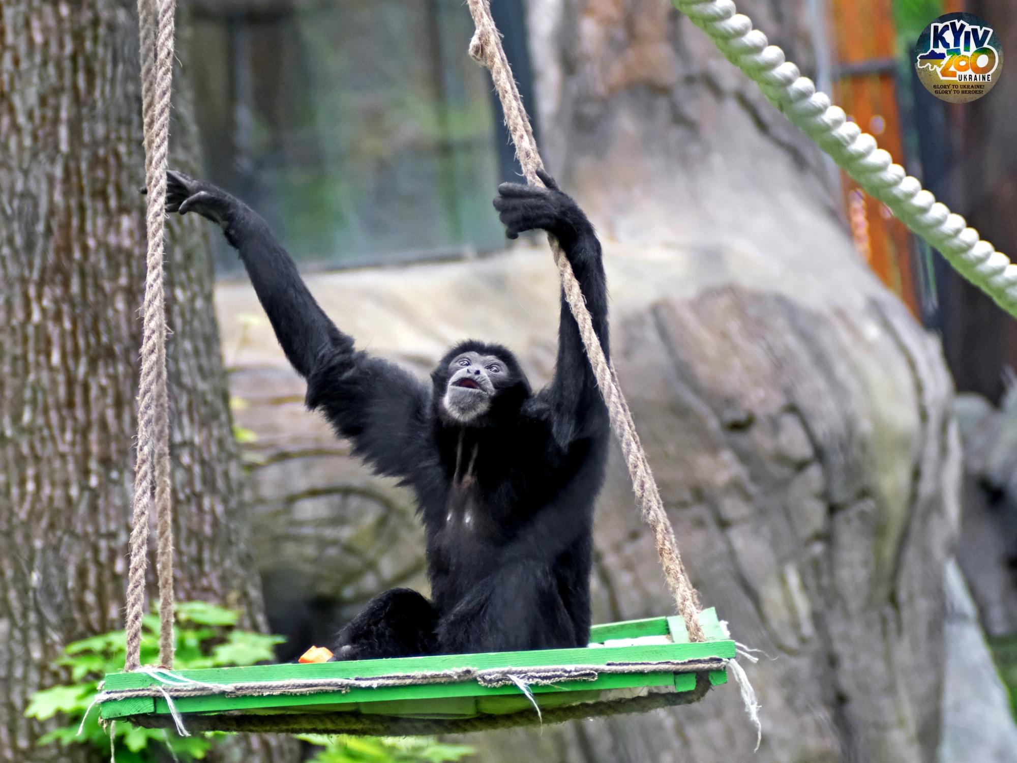 "Такого еще не было!" В Киевском зоопарке показали уникальную семью птиц: много фото