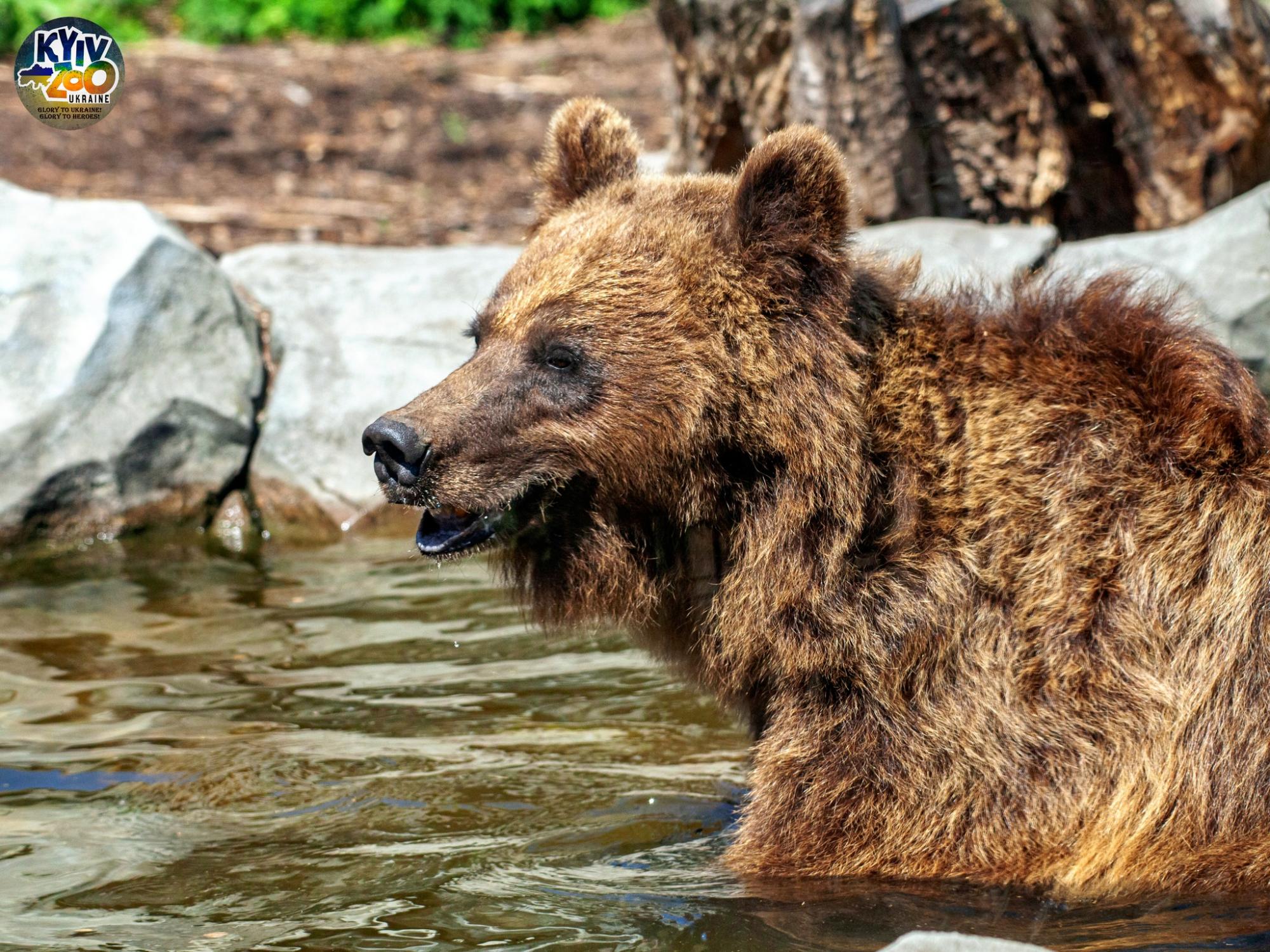 "Такого еще не было!" В Киевском зоопарке показали уникальную семью птиц: много фото