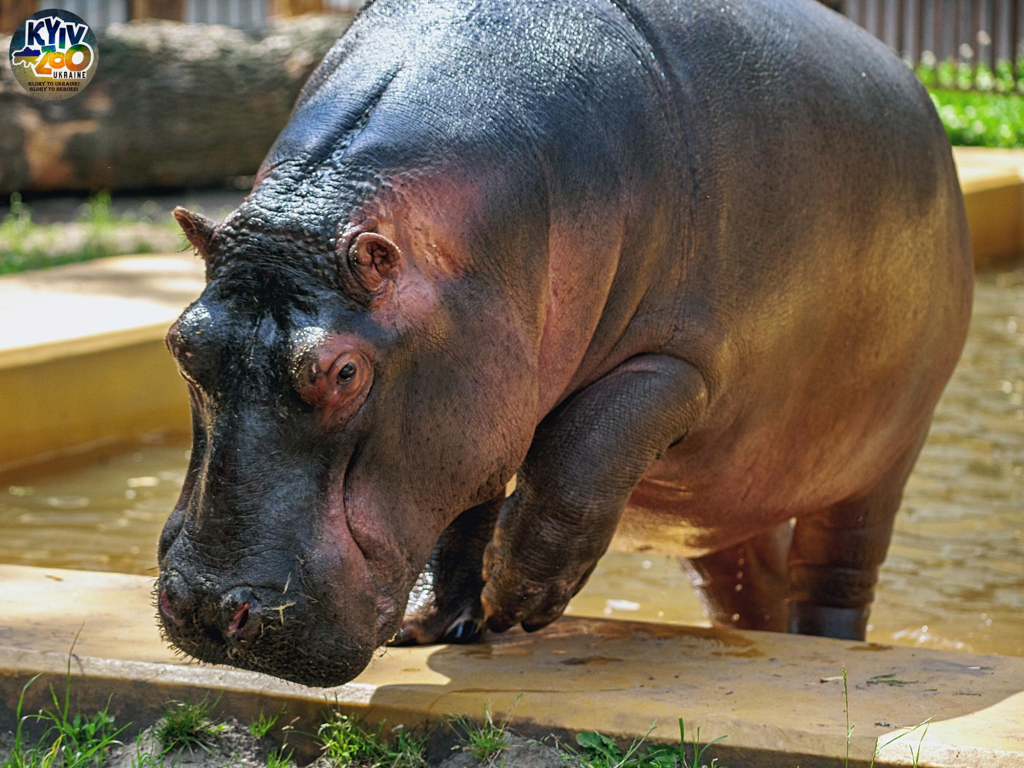 "Такого еще не было!" В Киевском зоопарке показали уникальную семью птиц: много фото