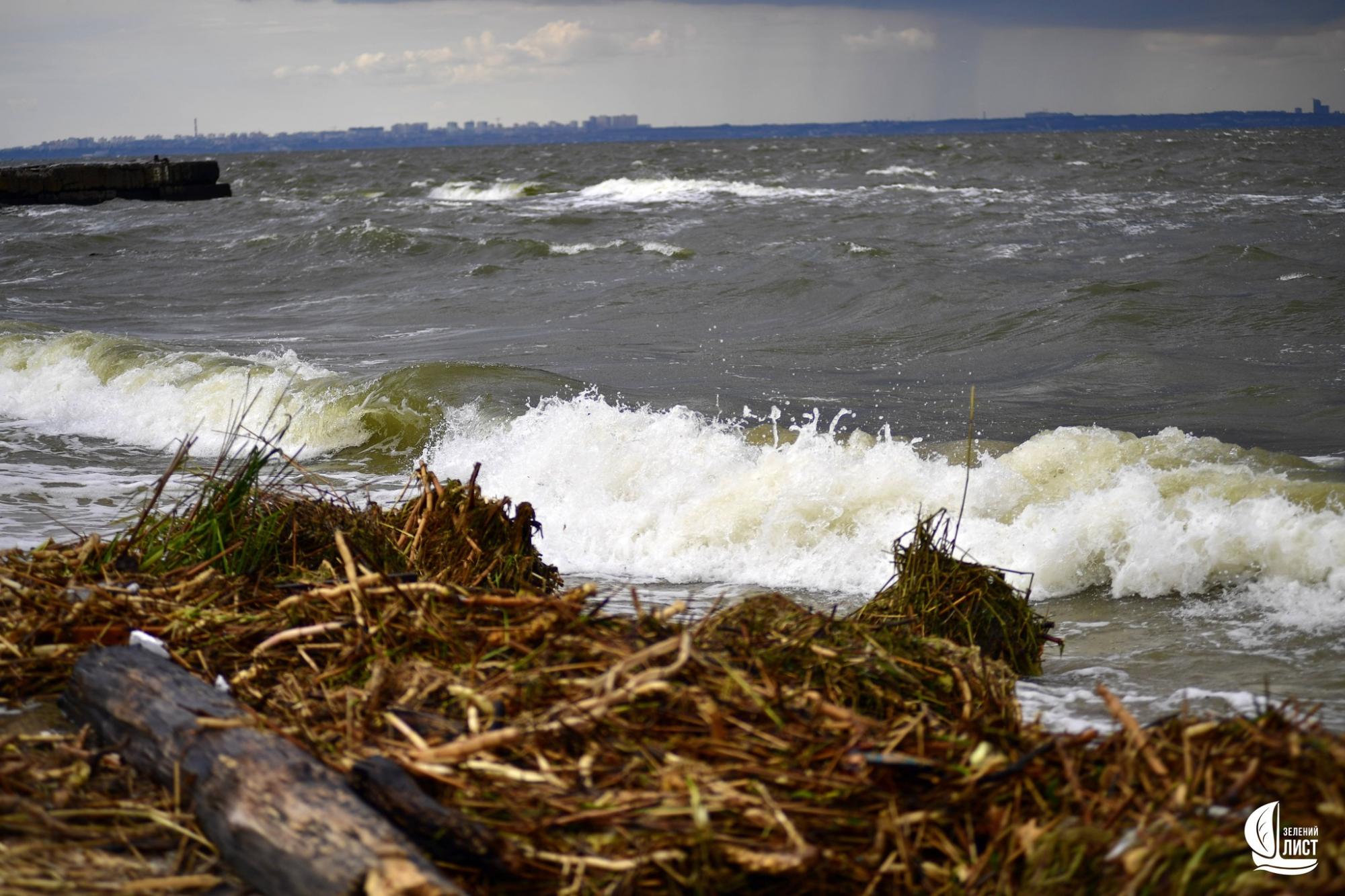 "Я такого моря ще не бачив": еколог про наслідки підриву Каховської ГЕС для Одеської затоки