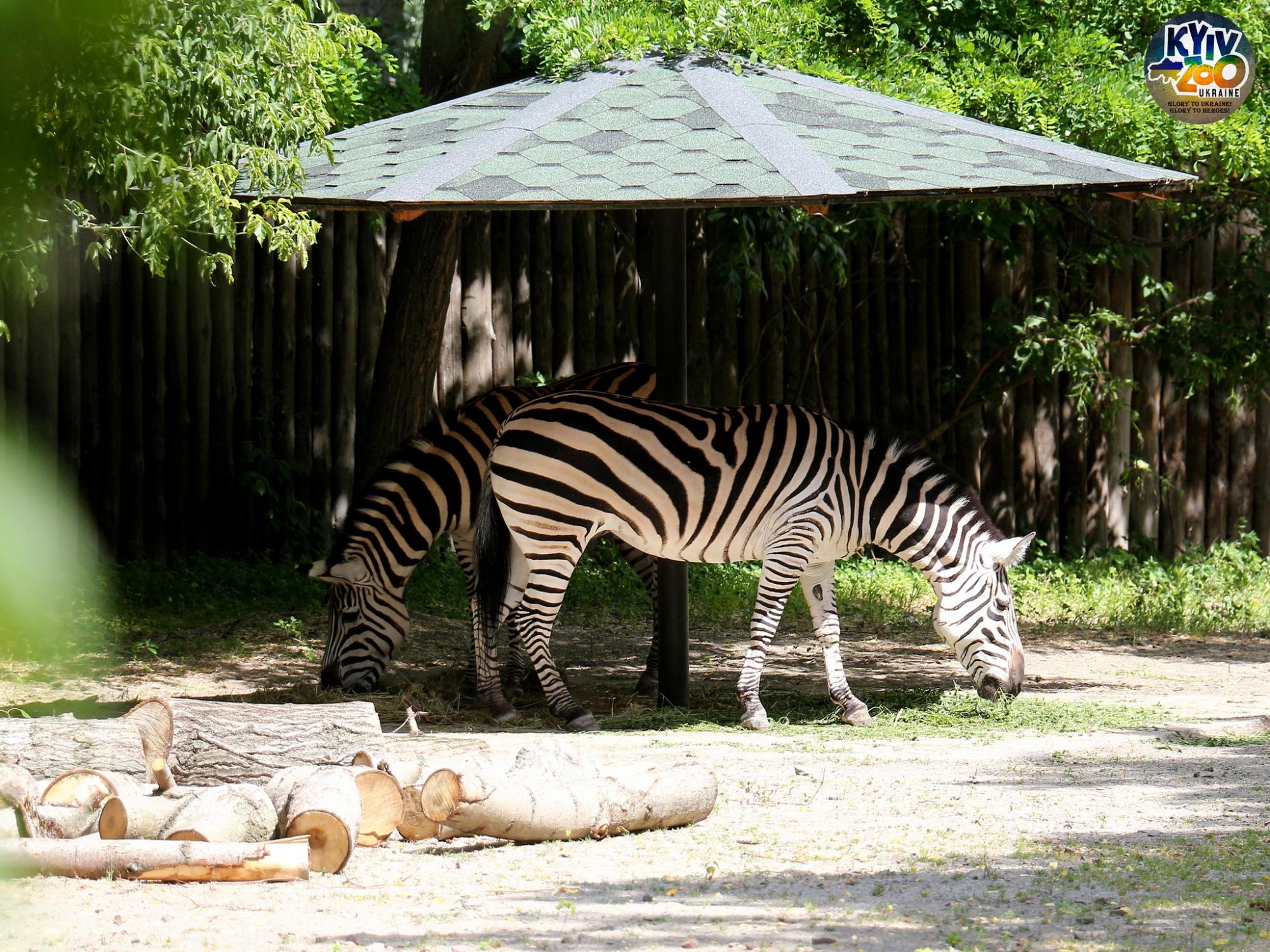 "Такого еще не было!" В Киевском зоопарке показали уникальную семью птиц: много фото