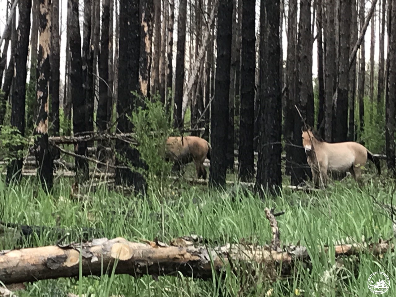 В Чорнобилі показали тварин, які пристосовуються до будь-яких умов: вражаючі фото