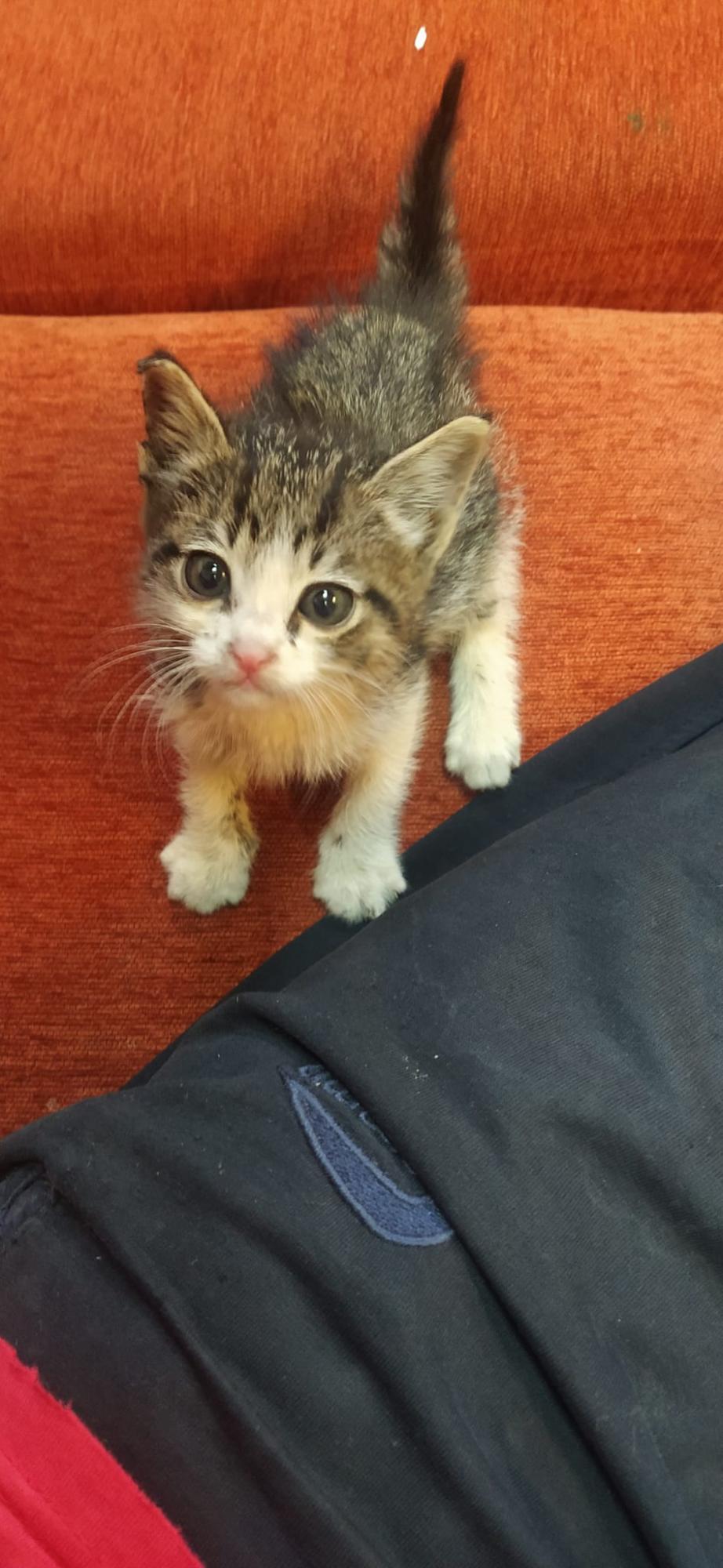 Украинские моряки спасли котенка, погребенного под сотнями тонн металла в трюме судна (фото)