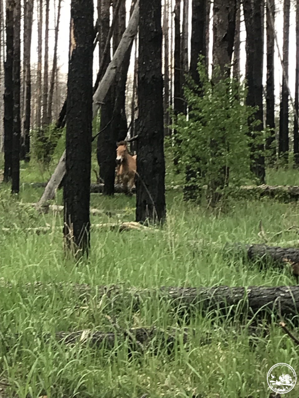 В Чорнобилі показали тварин, які пристосовуються до будь-яких умов: вражаючі фото