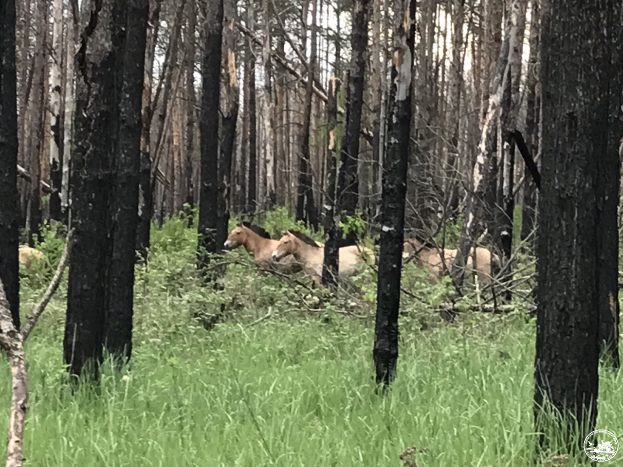 В Чорнобилі показали тварин, які пристосовуються до будь-яких умов: вражаючі фото