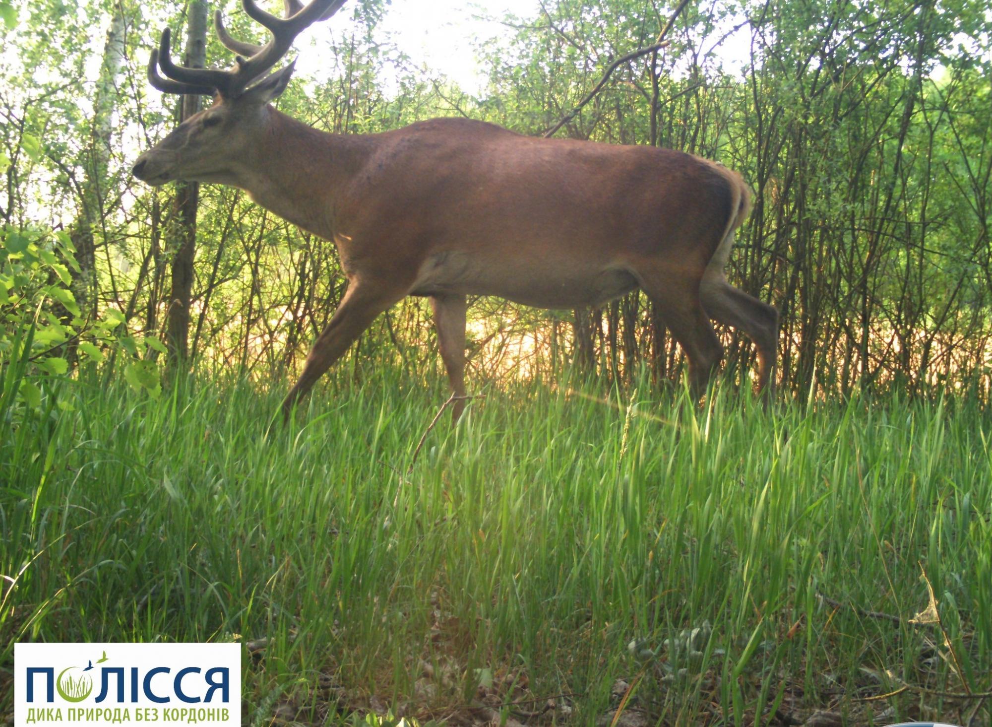 "Не кожному хижаку по зубах": у Чорнобилі показали сміливу тварину