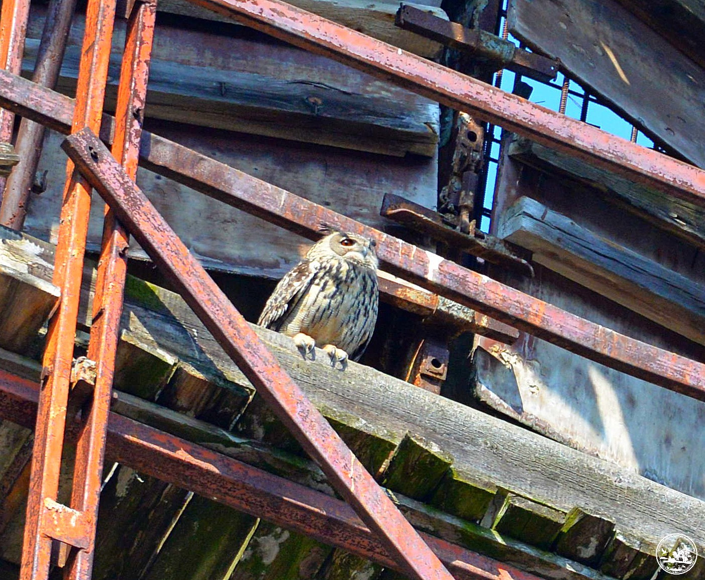 У Чорнобилі помітили величезного птаха, який оселився прямо на градирні ЧАЕС