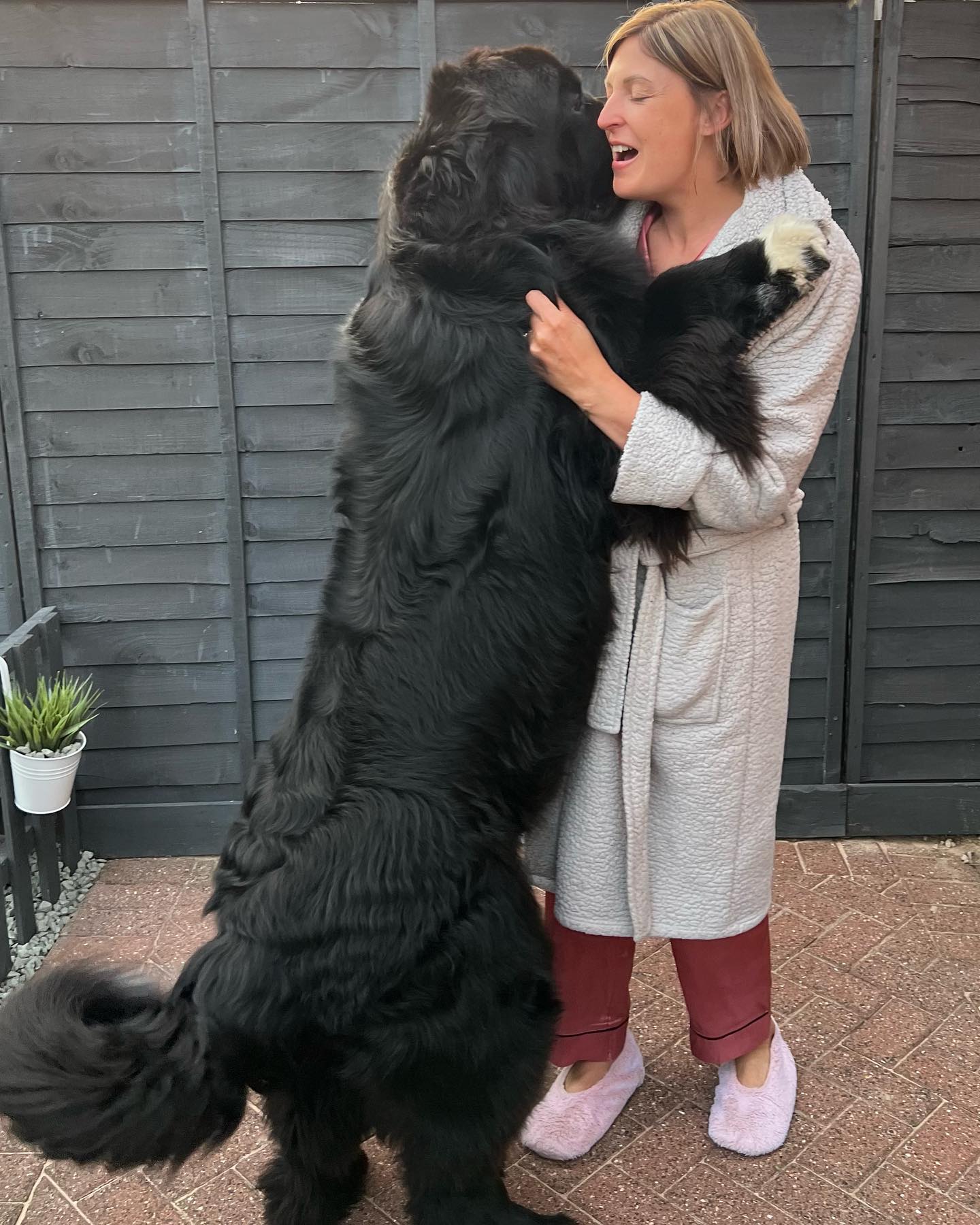 Малюк Шерман став зіркою мережі: таких собачок ви точно не бачили!