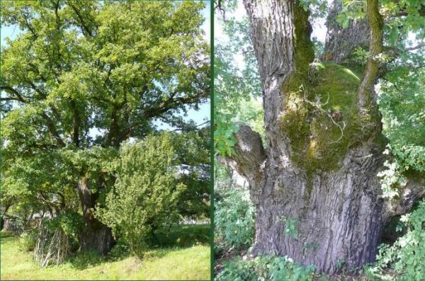 Де росте і як виглядає найстаріше дерево України, якому 2000 років