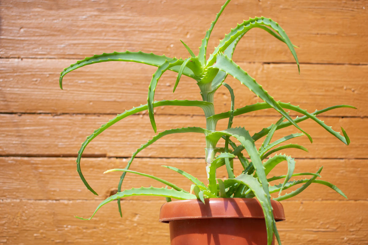 Чи можна вдома тримати алое? Експерти нарешті визначилися