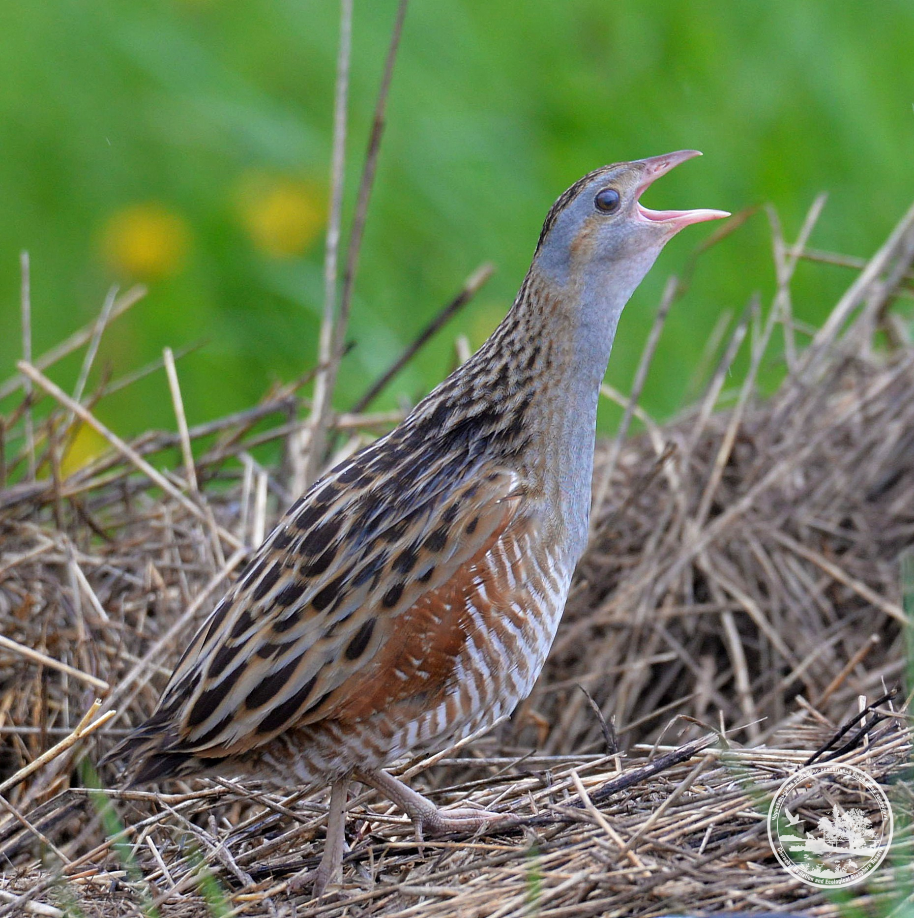У Чорнобилі показали рідкісного птаха, який швидко бігає та вправно маскується (фото)