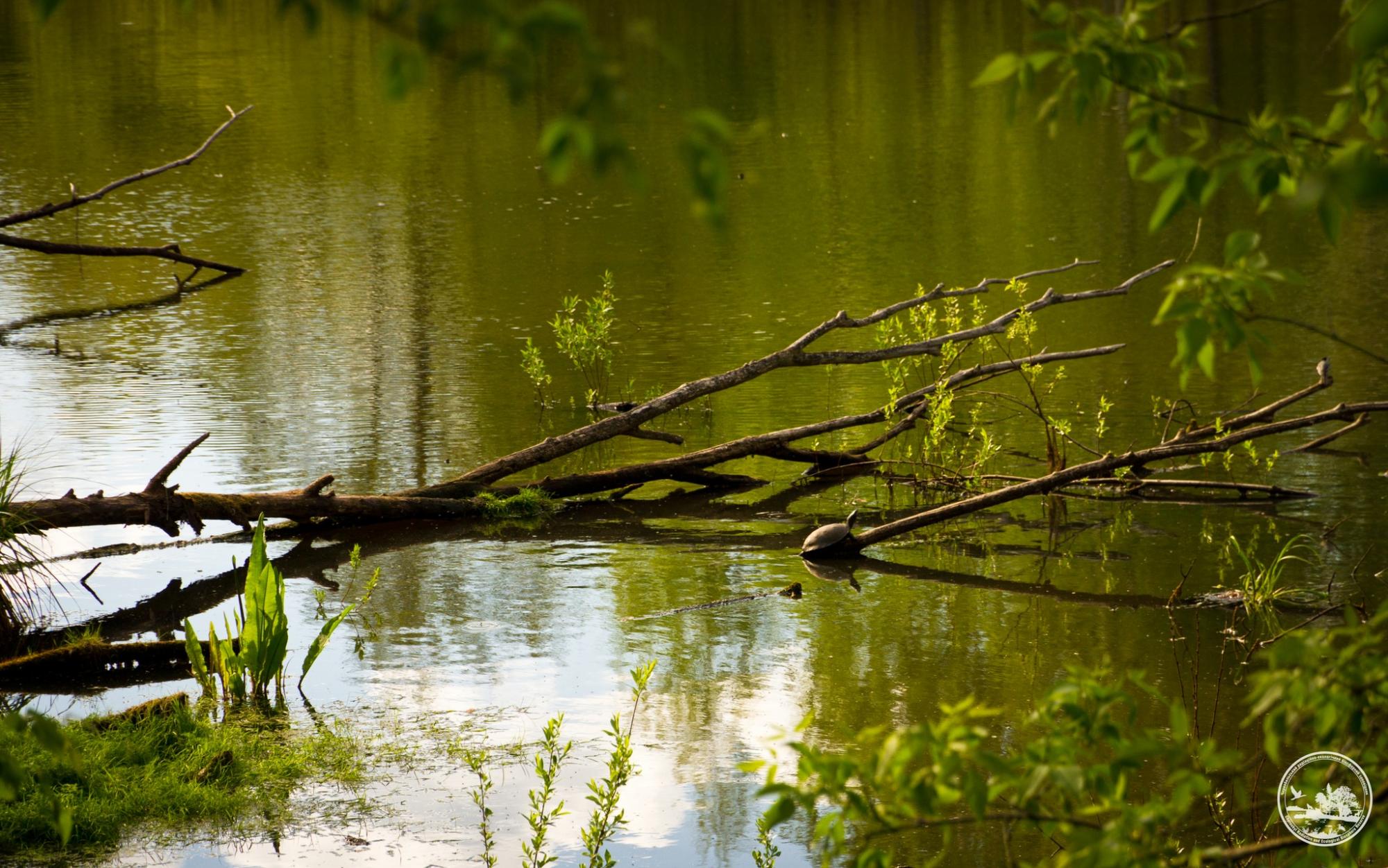 "Час ніби завмер": у Чорнобилі показали неймовірної краси природу