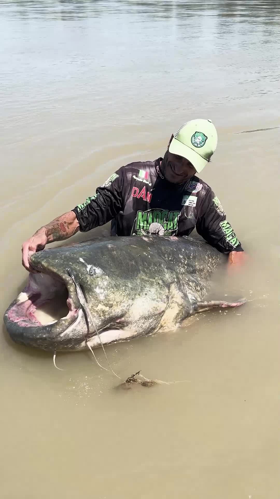 Рыбак поймал 3-метрового сома. Смотрите, как выглядит этот гигант