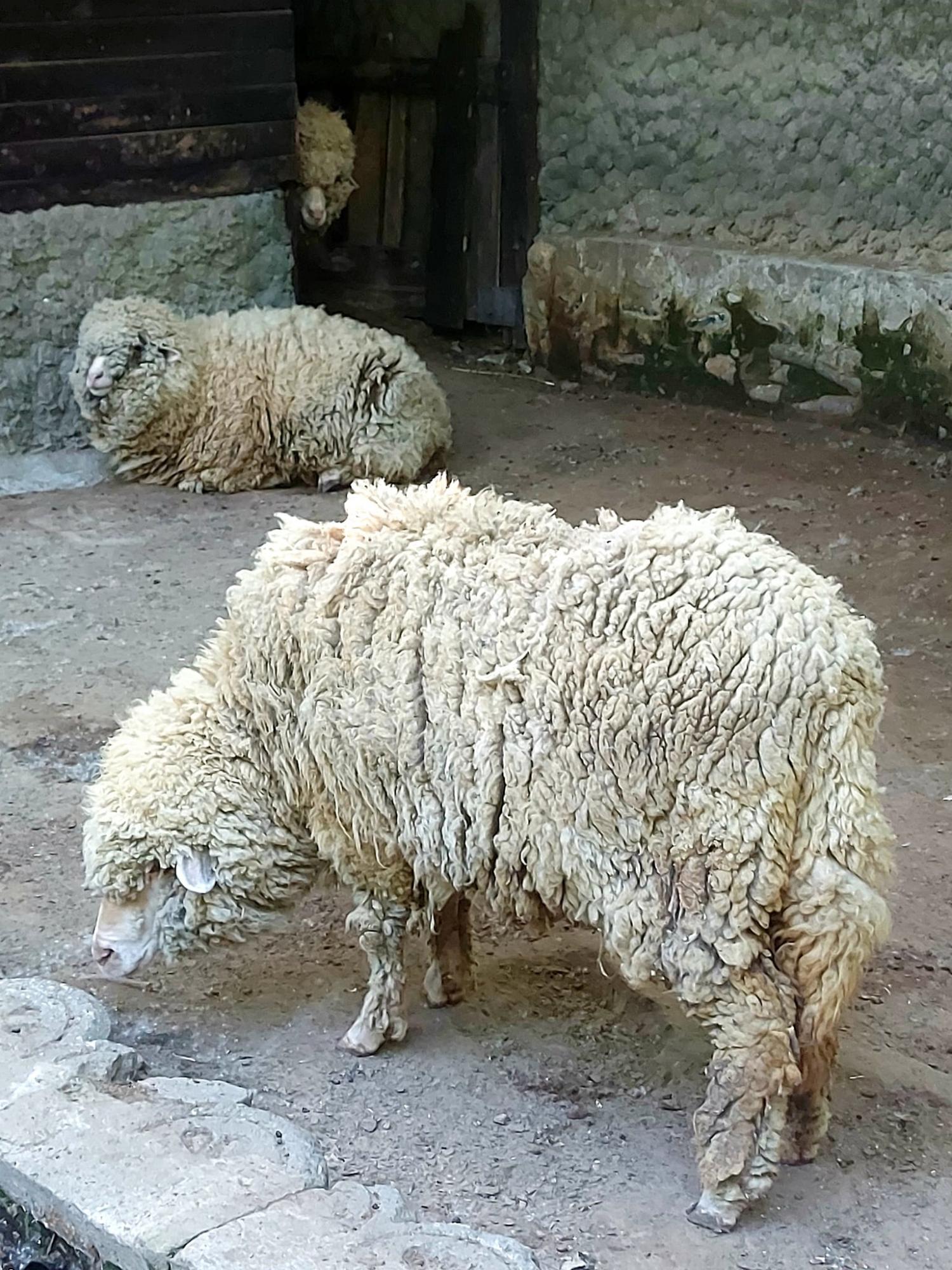 Обезьянки Анфиса и Чарлик, ослик Ося, еноты Мишка, Леля, Динька: в зоопарке под Херсоном погибло более 300 животных