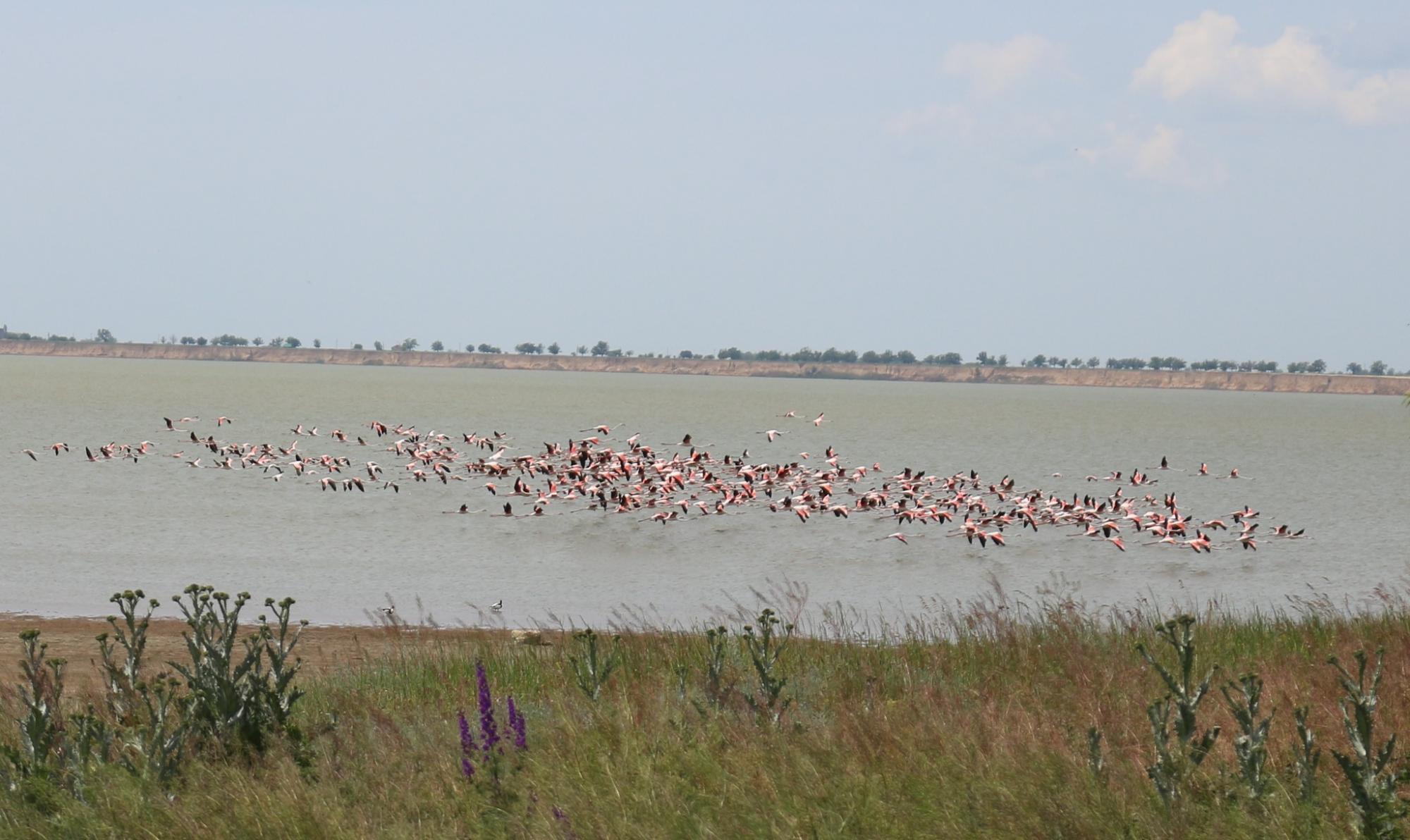 Палять багаття і руйнують гнізда. Відпочивальники відлякують рожевих фламінго під Одесою