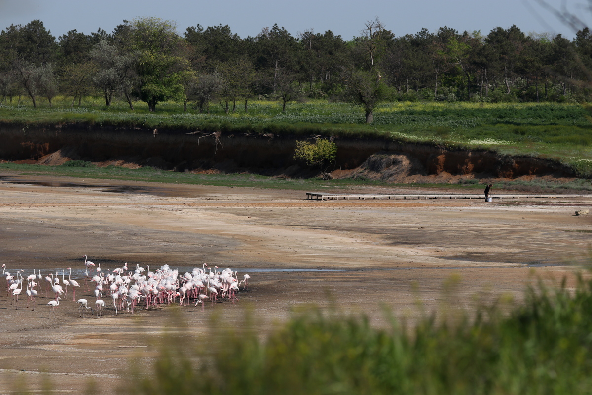Палять багаття і руйнують гнізда. Відпочивальники відлякують рожевих фламінго під Одесою