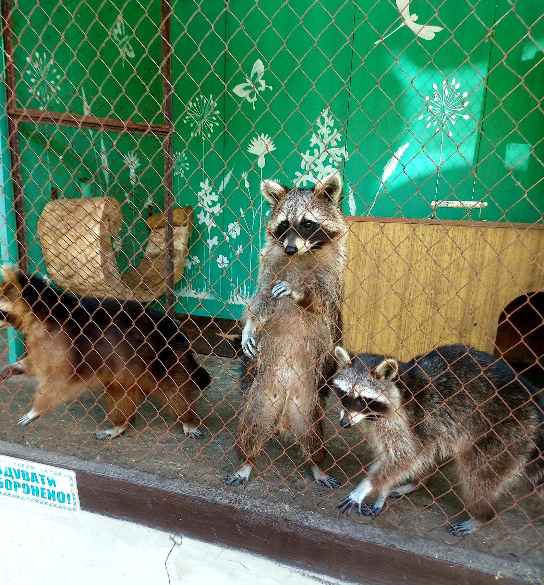 Обезьянки Анфиса и Чарлик, ослик Ося, еноты Мишка, Леля, Динька: в зоопарке под Херсоном погибло более 300 животных