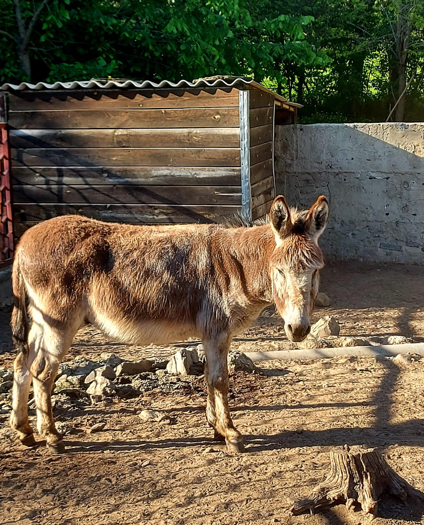 Обезьянки Анфиса и Чарлик, ослик Ося, еноты Мишка, Леля, Динька: в зоопарке под Херсоном погибло более 300 животных