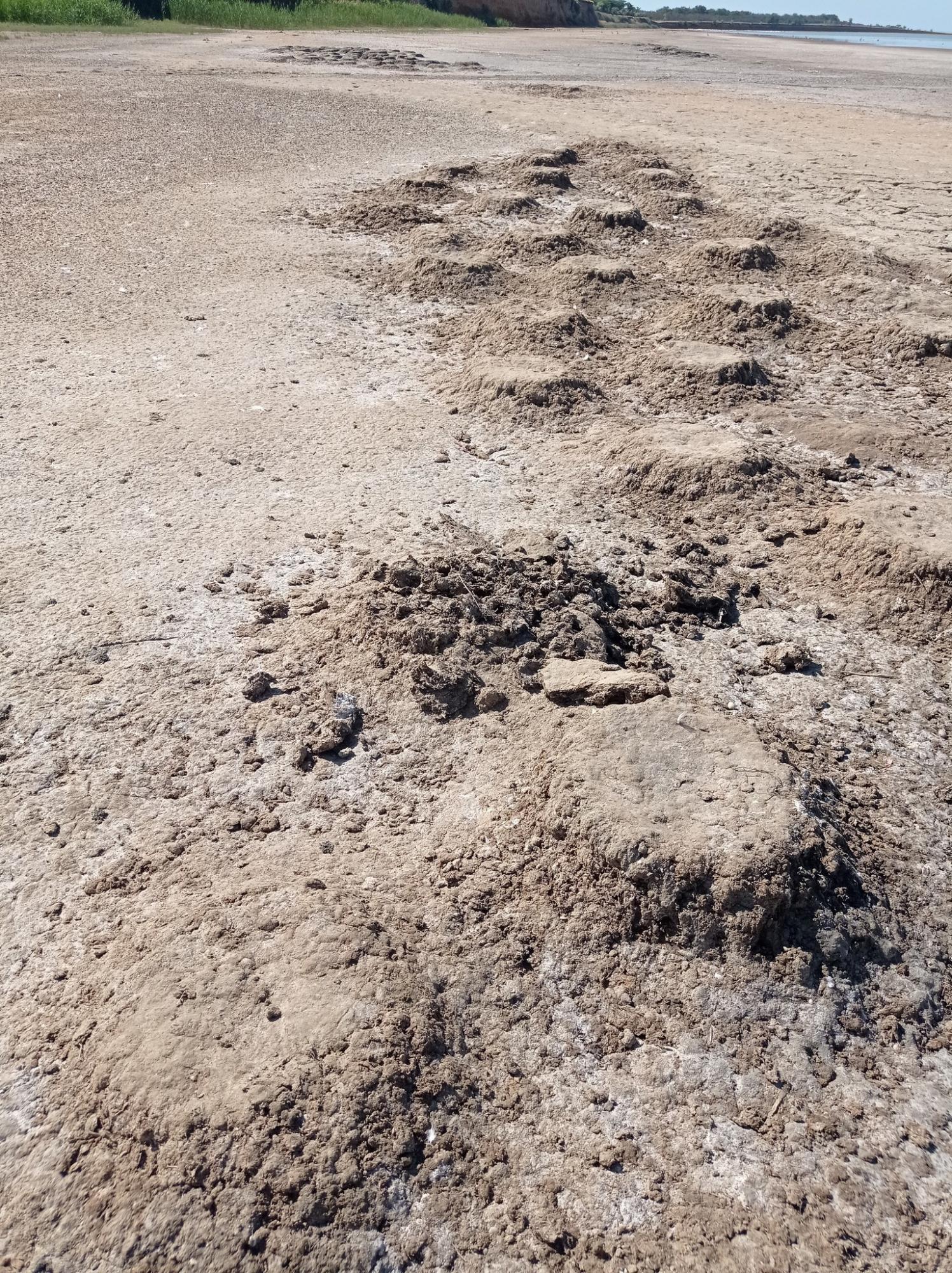 Палять багаття і руйнують гнізда. Відпочивальники відлякують рожевих фламінго під Одесою