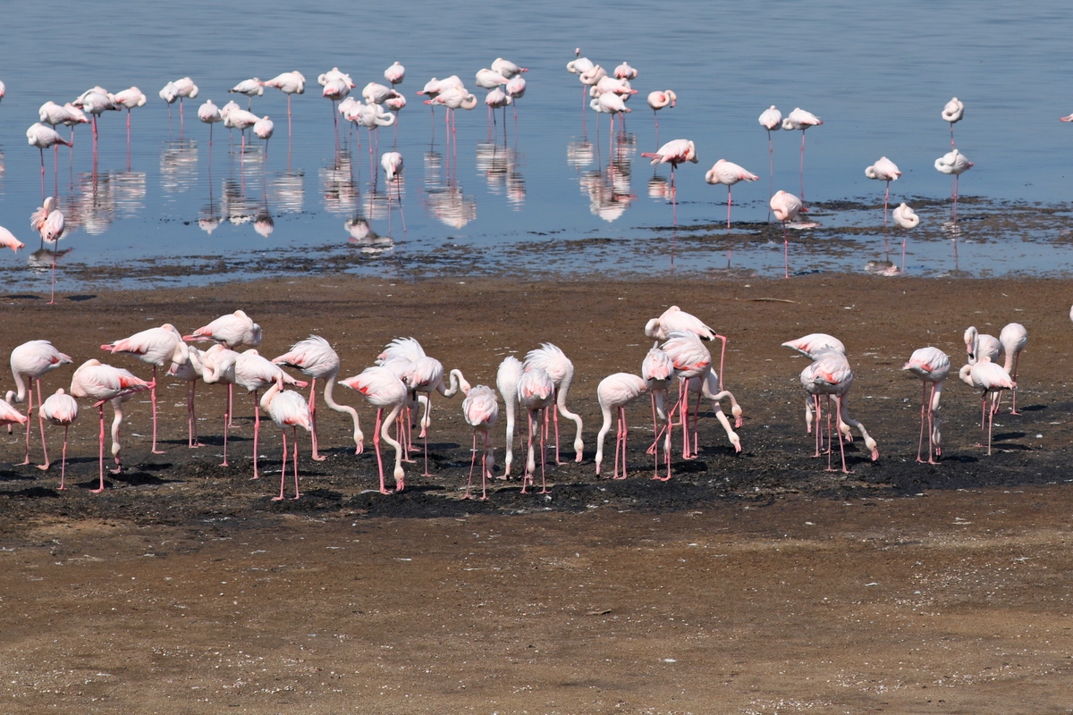 Украинские фламинго. Впервые под Одессой вылупилось почти две сотни птенцов (фото)