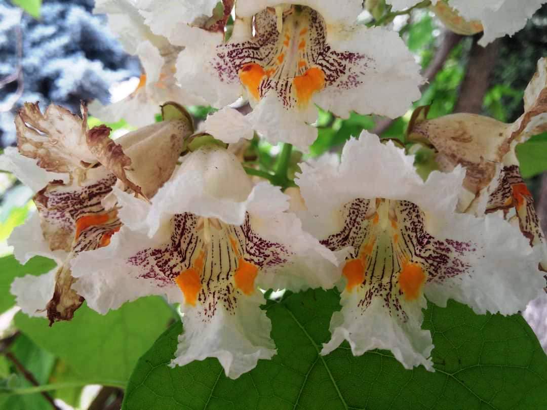 У Києві зацвіли "макаронні дерева". Ви тільки гляньте на цю красу (фото)