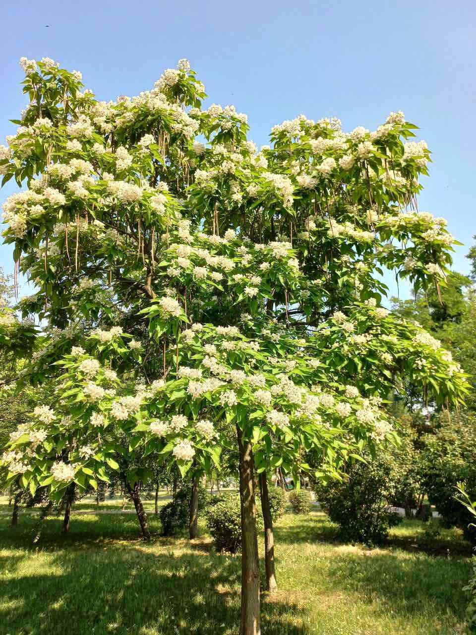 У Києві зацвіли "макаронні дерева". Ви тільки гляньте на цю красу (фото)