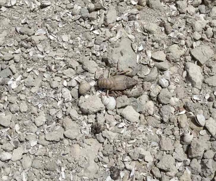 Так вмирає природа Каховського водосховища. У мережі показали трагічні фото