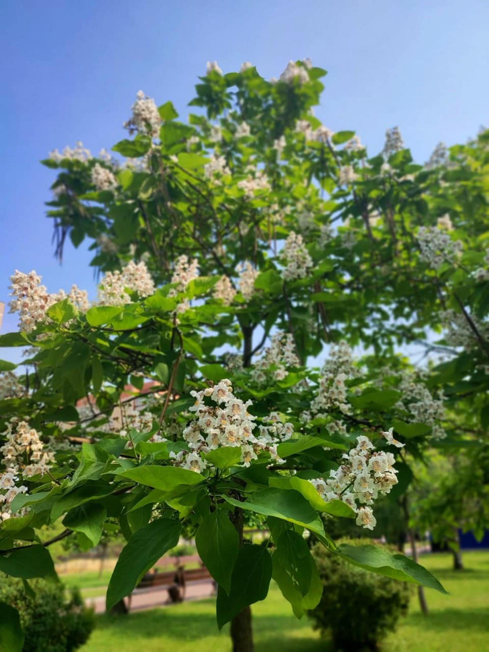 У Києві зацвіли "макаронні дерева". Ви тільки гляньте на цю красу (фото)