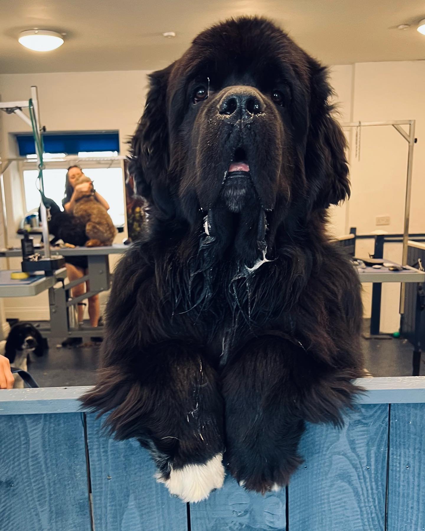 Малюк Шерман став зіркою мережі: таких собачок ви точно не бачили!