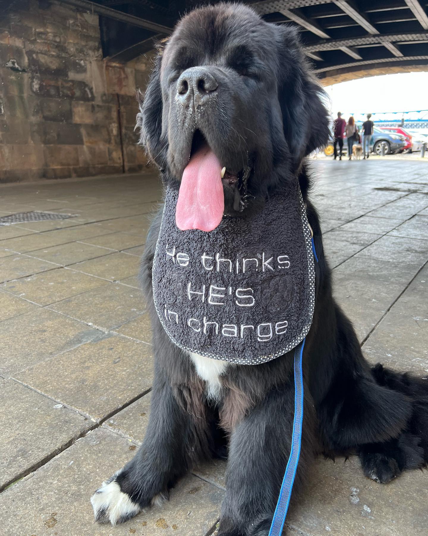 Малюк Шерман став зіркою мережі: таких собачок ви точно не бачили!