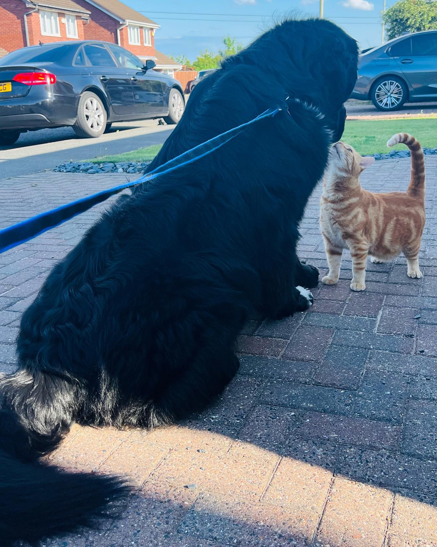 Малюк Шерман став зіркою мережі: таких собачок ви точно не бачили!