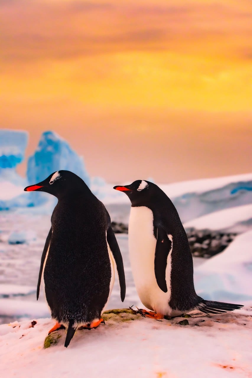 Таких фото Антарктиди ви точно не бачили! І таку листівку можна отримати поштою