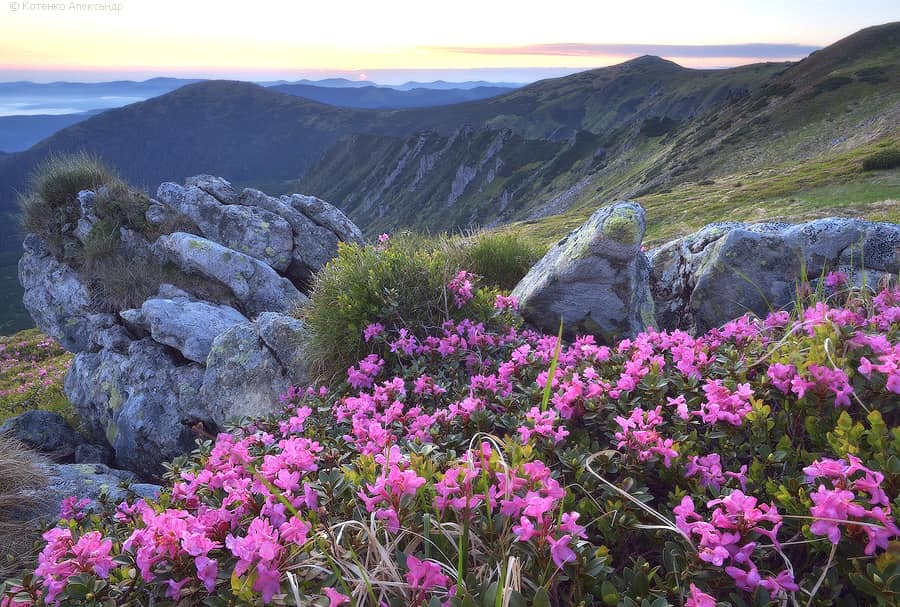 У Карпатах квітне червона рута. Як вона виглядає і де її шукати (фото)
