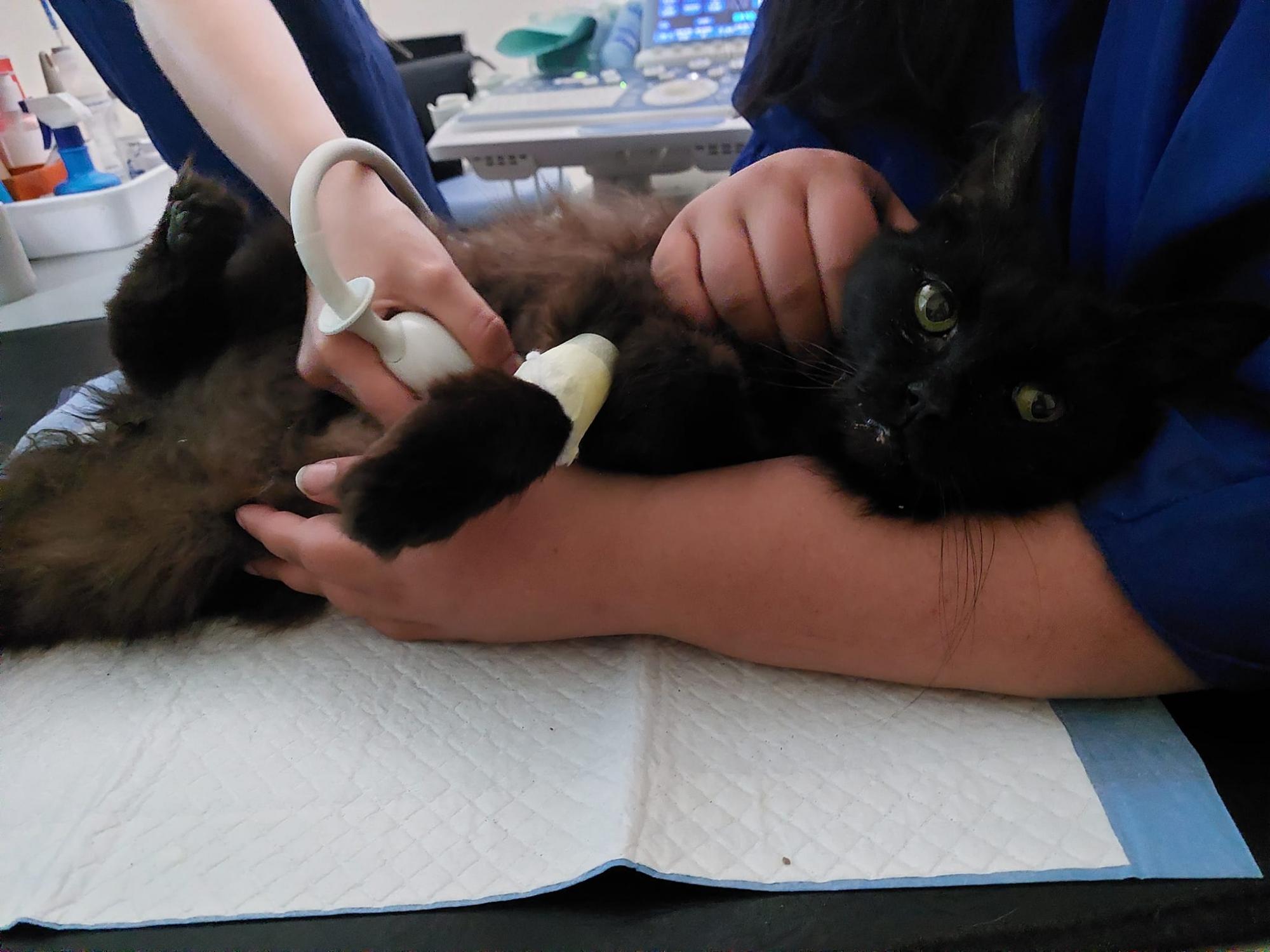 11 днів під завалами: рятувальники знайшли кота Черчілля, який постраждав під час ракетного удару по Львову