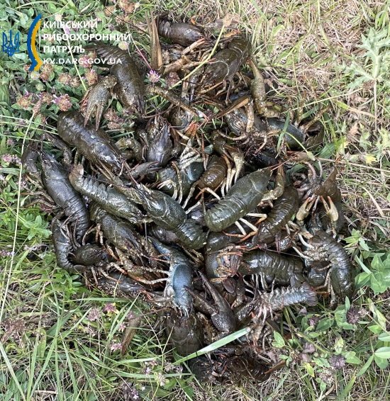 Украинцев предупредили о штрафах. Запомните эти правила вылова рыбы, чтобы не влететь в копеечку